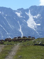 /album/les-arcs-en-ete/vaches-et-glacier-reduit-jpg/